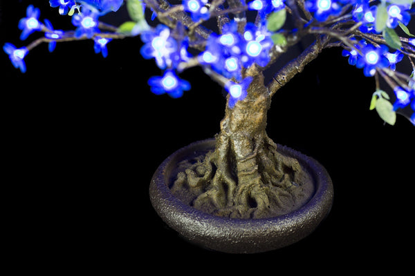 rare blue bonsai tree Bright Baum Inc