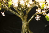 LINDEN - 2'4 Bonsai (Warm White)