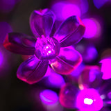 TAYLOR - 4'8 Cherry (Purple)