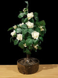 Artificial Flower Plastics Rose JUNO-2' White Rose LED Warm