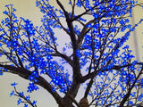 KENT - 9' Cherry (Blue)