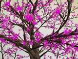 KENT - 9' Cherry (Purple)