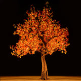 KENT - 9' Maple (Amber)