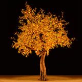 KENT - 9' Maple (Sienne)