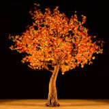 KENT - 9' Maple (Amber)