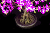LINDEN - 2'4 Bonsai (Purple)