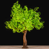 KENT - 9' Ginkgo (Green)