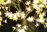 LINDEN - 2'4 Bonsai (Warm White)