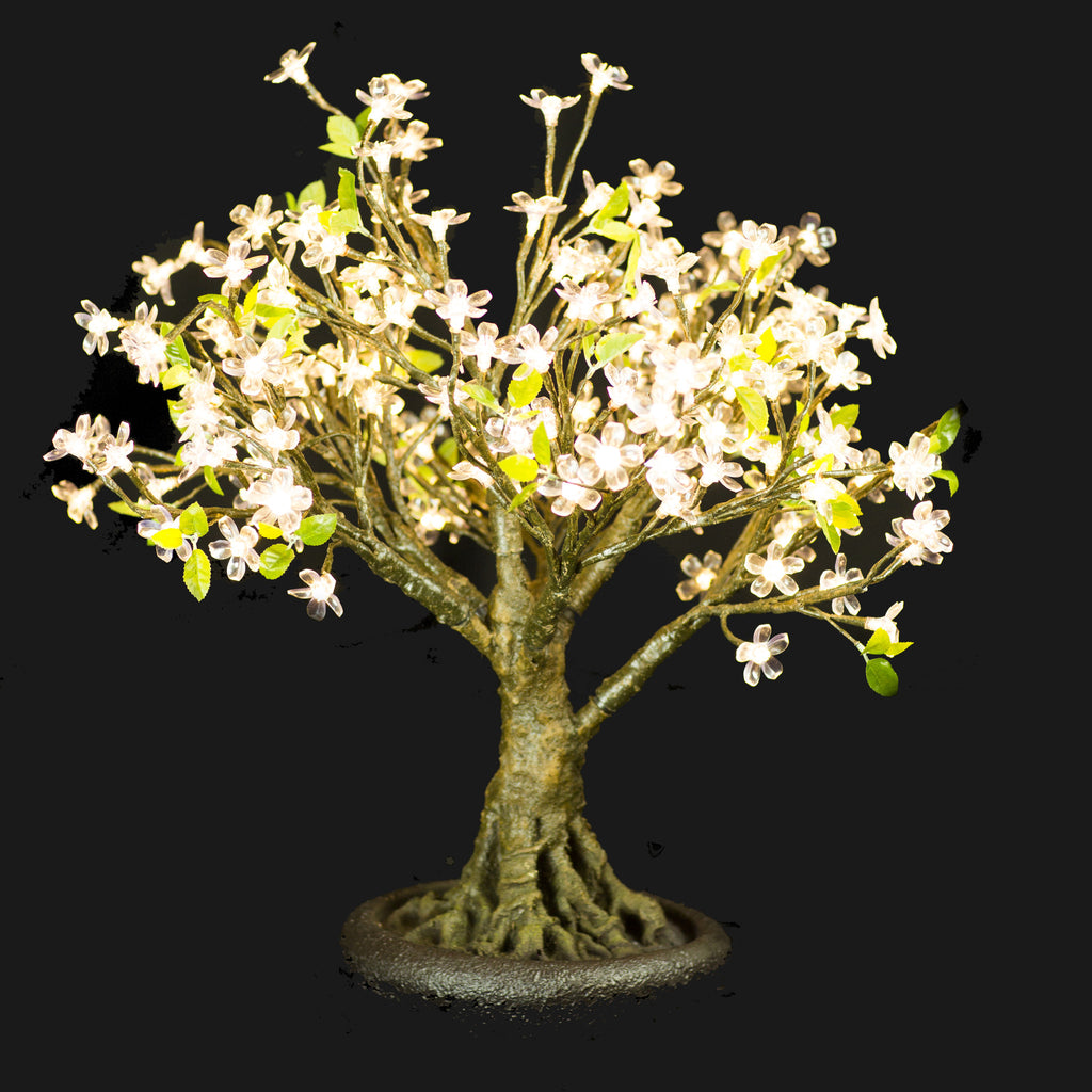 white cherry tree bonsai Bright Baum Inc