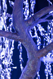PARKVILLE - 9' Willow