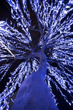 PARKVILLE - 9' Willow