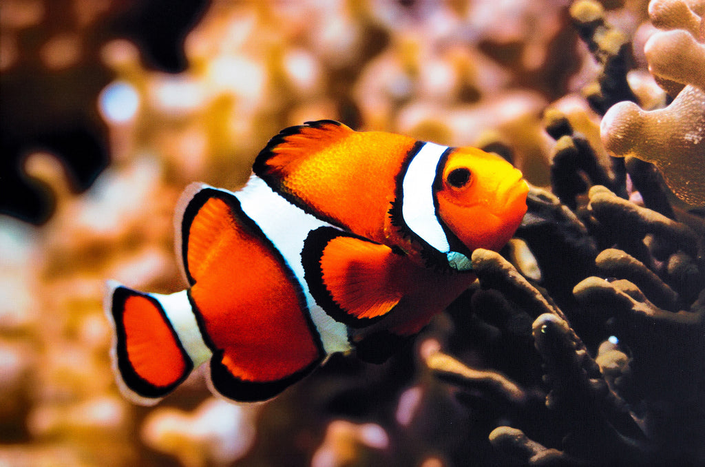 underwater clown fish wallpaper