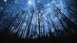 Star Gazing Painting TA16-PD0026967